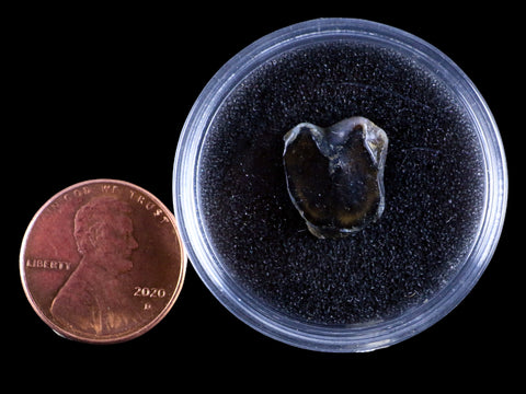 0.5 Trichechus SP Fossil Manatee Tooth Pleistocene Epoch Withlacoochee River, FL - Fossil Age Minerals