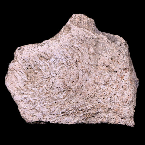 3.2" Triceratops Skull Fossil Bone Lance Creek FM Cretaceous Dinosaur WY COA - Fossil Age Minerals