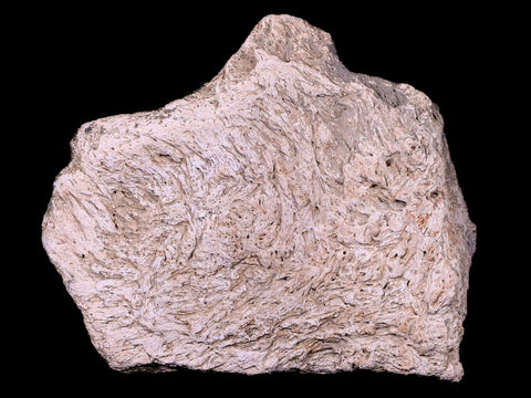 3.2" Triceratops Skull Fossil Bone Lance Creek FM Cretaceous Dinosaur WY COA - Fossil Age Minerals
