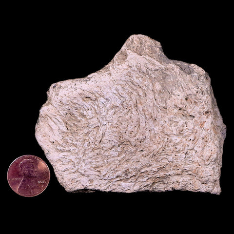 3.2" Triceratops Skull Fossil Bone Lance Creek FM Cretaceous Dinosaur WY COA - Fossil Age Minerals