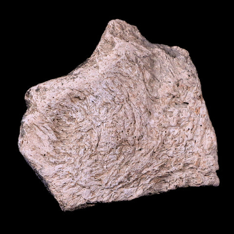 3.2" Triceratops Skull Fossil Bone Lance Creek FM Cretaceous Dinosaur WY COA - Fossil Age Minerals