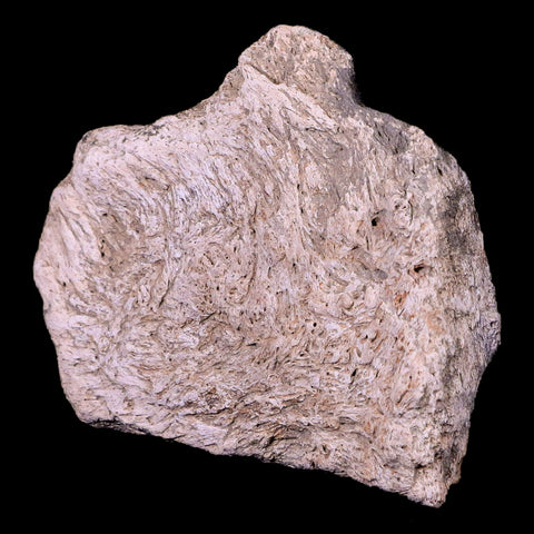 3.2" Triceratops Skull Fossil Bone Lance Creek FM Cretaceous Dinosaur WY COA - Fossil Age Minerals