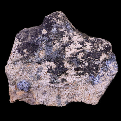 3.2" Triceratops Skull Fossil Bone Lance Creek FM Cretaceous Dinosaur WY COA - Fossil Age Minerals