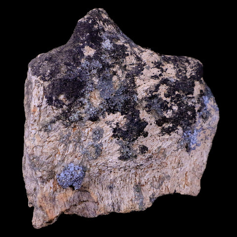 3.2" Triceratops Skull Fossil Bone Lance Creek FM Cretaceous Dinosaur WY COA - Fossil Age Minerals
