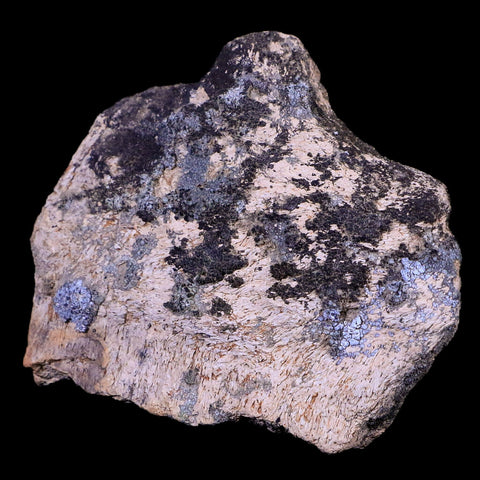 3.2" Triceratops Skull Fossil Bone Lance Creek FM Cretaceous Dinosaur WY COA - Fossil Age Minerals