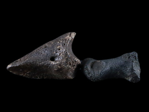 1.8" Crocodile Claw, Limb Bone Fossil Specimen Khorat Basin, Thailand 10 Mil Yrs Old - Fossil Age Minerals