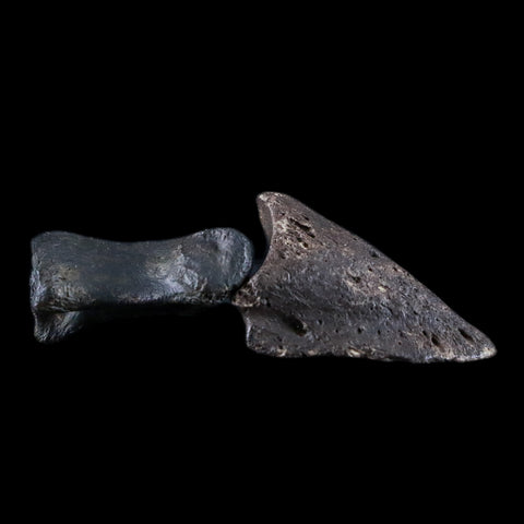 1.8" Crocodile Claw, Limb Bone Fossil Specimen Khorat Basin, Thailand 10 Mil Yrs Old - Fossil Age Minerals