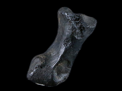 1.8" Crocodile Claw, Limb Bone Fossil Specimen Khorat Basin, Thailand 10 Mil Yrs Old - Fossil Age Minerals
