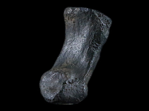 1.8" Crocodile Claw, Limb Bone Fossil Specimen Khorat Basin, Thailand 10 Mil Yrs Old - Fossil Age Minerals