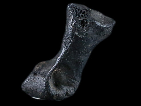 1.8" Crocodile Claw, Limb Bone Fossil Specimen Khorat Basin, Thailand 10 Mil Yrs Old - Fossil Age Minerals