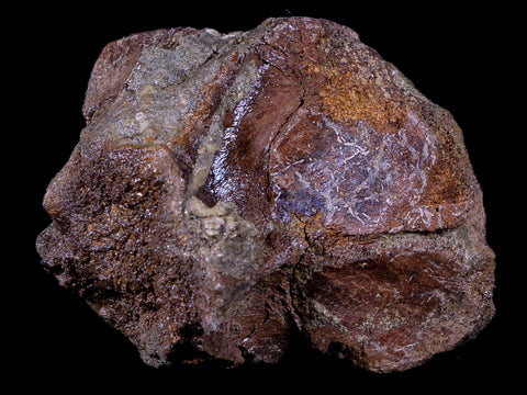 3.5" Torosaurus Skull Bone Fossil Lance Creek FM Cretaceous Dinosaur Wyoming COA - Fossil Age Minerals