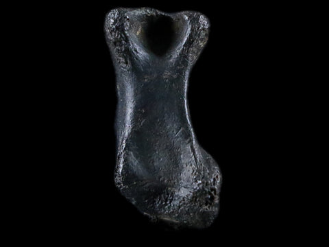 1.8" Crocodile Claw, Limb Bone Fossil Specimen Khorat Basin, Thailand 10 Mil Yrs Old - Fossil Age Minerals