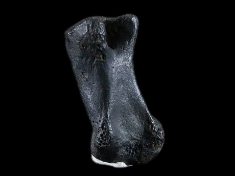 1.8" Crocodile Claw, Limb Bone Fossil Specimen Khorat Basin, Thailand 10 Mil Yrs Old - Fossil Age Minerals