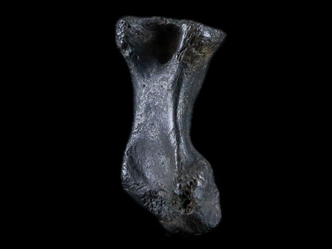 1.8" Crocodile Claw, Limb Bone Fossil Specimen Khorat Basin, Thailand 10 Mil Yrs Old - Fossil Age Minerals