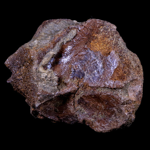 3.5" Torosaurus Skull Bone Fossil Lance Creek FM Cretaceous Dinosaur Wyoming COA - Fossil Age Minerals
