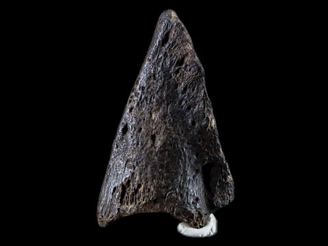 1.8" Crocodile Claw, Limb Bone Fossil Specimen Khorat Basin, Thailand 10 Mil Yrs Old - Fossil Age Minerals