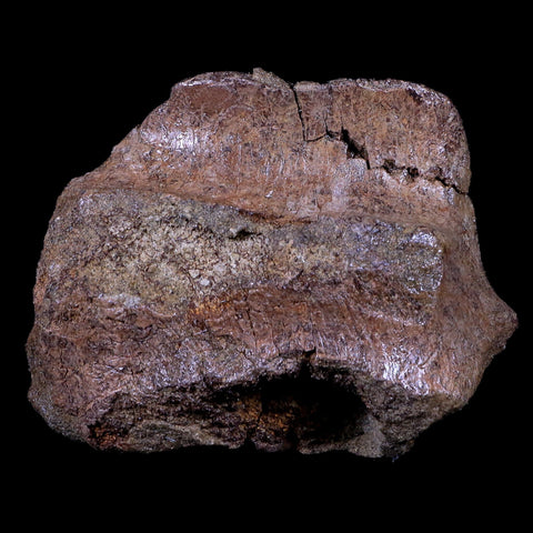 3.5" Torosaurus Skull Bone Fossil Lance Creek FM Cretaceous Dinosaur Wyoming COA - Fossil Age Minerals