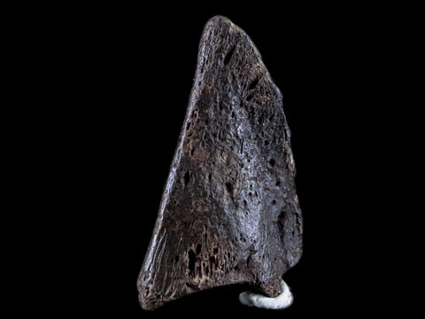 1.8" Crocodile Claw, Limb Bone Fossil Specimen Khorat Basin, Thailand 10 Mil Yrs Old - Fossil Age Minerals