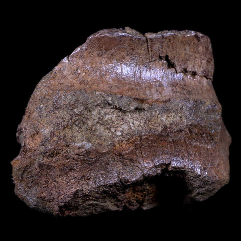 3.5" Torosaurus Skull Bone Fossil Lance Creek FM Cretaceous Dinosaur Wyoming COA - Fossil Age Minerals