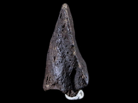 1.8" Crocodile Claw, Limb Bone Fossil Specimen Khorat Basin, Thailand 10 Mil Yrs Old - Fossil Age Minerals