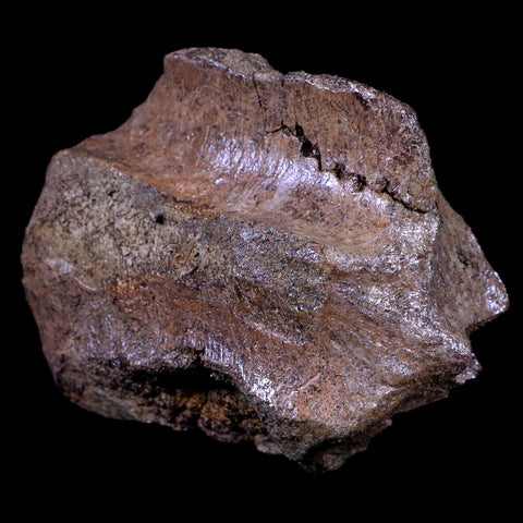 3.5" Torosaurus Skull Bone Fossil Lance Creek FM Cretaceous Dinosaur Wyoming COA - Fossil Age Minerals