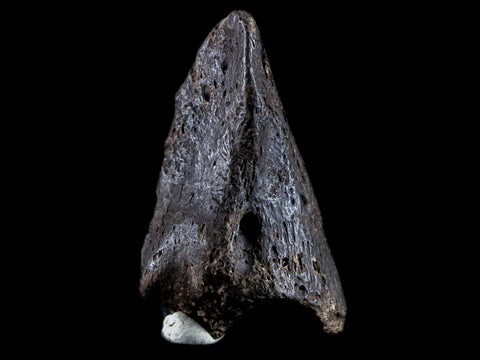 1.8" Crocodile Claw, Limb Bone Fossil Specimen Khorat Basin, Thailand 10 Mil Yrs Old - Fossil Age Minerals