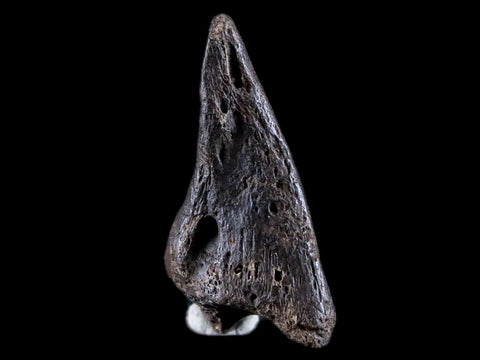 1.8" Crocodile Claw, Limb Bone Fossil Specimen Khorat Basin, Thailand 10 Mil Yrs Old - Fossil Age Minerals