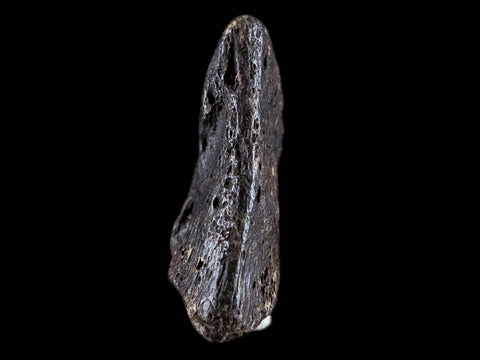 1.8" Crocodile Claw, Limb Bone Fossil Specimen Khorat Basin, Thailand 10 Mil Yrs Old - Fossil Age Minerals