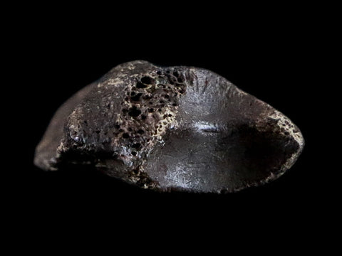 1.8" Crocodile Claw, Limb Bone Fossil Specimen Khorat Basin, Thailand 10 Mil Yrs Old - Fossil Age Minerals