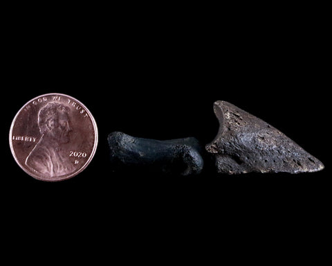 1.8" Crocodile Claw, Limb Bone Fossil Specimen Khorat Basin, Thailand 10 Mil Yrs Old - Fossil Age Minerals