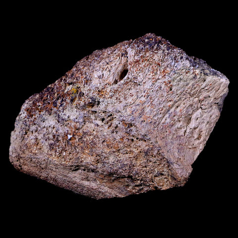 3.2" Triceratops Vertebrae Fossil Bone Lance Creek FM Cretaceous Dinosaur WY COA - Fossil Age Minerals