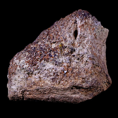 3.2" Triceratops Vertebrae Fossil Bone Lance Creek FM Cretaceous Dinosaur WY COA - Fossil Age Minerals