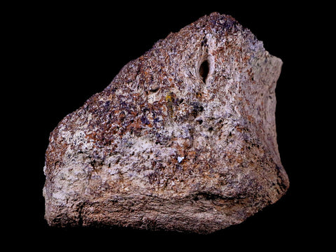 3.2" Triceratops Vertebrae Fossil Bone Lance Creek FM Cretaceous Dinosaur WY COA - Fossil Age Minerals
