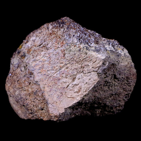 3.2" Triceratops Vertebrae Fossil Bone Lance Creek FM Cretaceous Dinosaur WY COA - Fossil Age Minerals