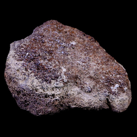 3.2" Triceratops Vertebrae Fossil Bone Lance Creek FM Cretaceous Dinosaur WY COA - Fossil Age Minerals