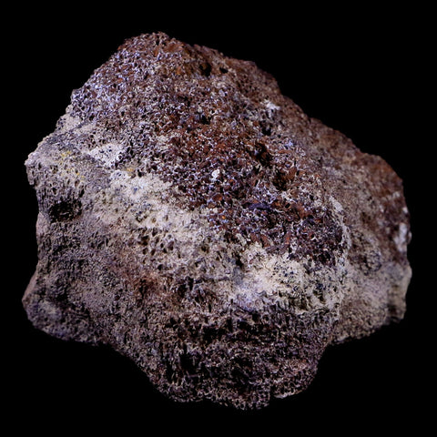 3.2" Triceratops Vertebrae Fossil Bone Lance Creek FM Cretaceous Dinosaur WY COA - Fossil Age Minerals