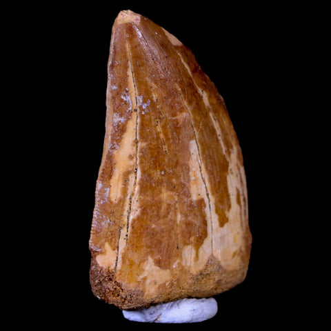 1.5" Carcharodontosaurus Fossil Tooth Cretaceous Dinosaur Morocco COA, Stand - Fossil Age Minerals