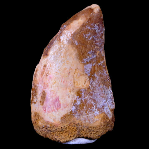 1.5" Carcharodontosaurus Fossil Tooth Cretaceous Dinosaur Morocco COA, Stand - Fossil Age Minerals