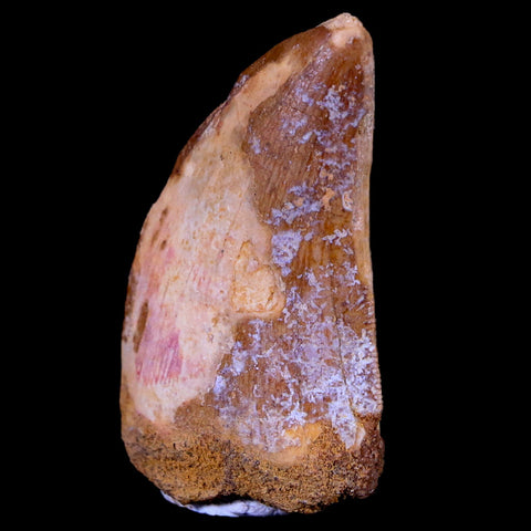 1.5" Carcharodontosaurus Fossil Tooth Cretaceous Dinosaur Morocco COA, Stand - Fossil Age Minerals