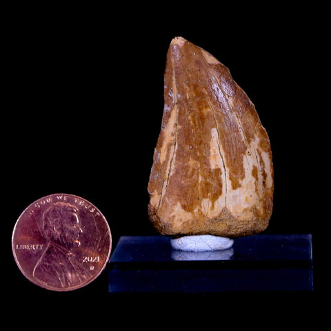 1.5" Carcharodontosaurus Fossil Tooth Cretaceous Dinosaur Morocco COA, Stand - Fossil Age Minerals