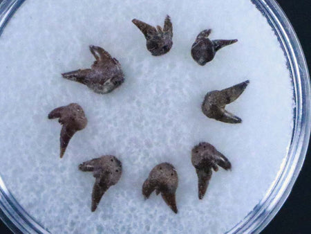 8 Orthacanthus Shark Fossil Teeth Permian Age Ryan FM Waurika OK COA, Display