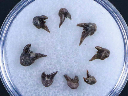 8 Orthacanthus Shark Fossil Teeth Permian Age Ryan FM Waurika OK COA, Display