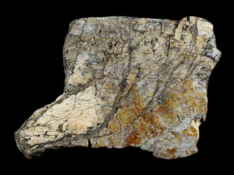 2.6" Triceratops Bone Fossil Lance Creek FM Cretaceous Dinosaur Wyoming COA - Fossil Age Minerals
