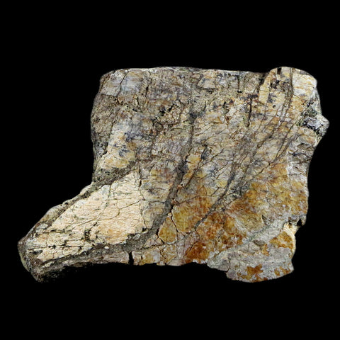 2.6" Triceratops Bone Fossil Lance Creek FM Cretaceous Dinosaur Wyoming COA - Fossil Age Minerals