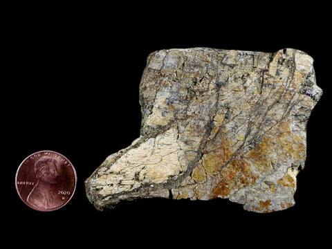 2.6" Triceratops Bone Fossil Lance Creek FM Cretaceous Dinosaur Wyoming COA - Fossil Age Minerals