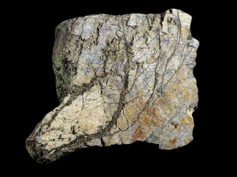 2.6" Triceratops Bone Fossil Lance Creek FM Cretaceous Dinosaur Wyoming COA - Fossil Age Minerals