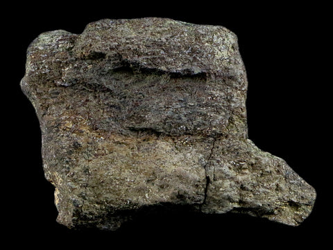 2.6" Triceratops Bone Fossil Lance Creek FM Cretaceous Dinosaur Wyoming COA - Fossil Age Minerals