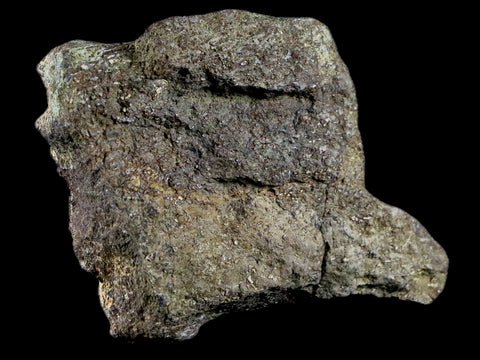 2.6" Triceratops Bone Fossil Lance Creek FM Cretaceous Dinosaur Wyoming COA - Fossil Age Minerals