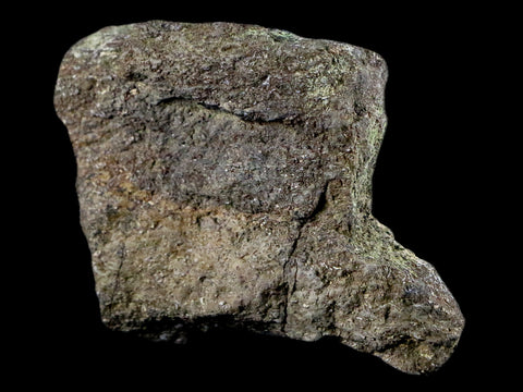 2.6" Triceratops Bone Fossil Lance Creek FM Cretaceous Dinosaur Wyoming COA - Fossil Age Minerals