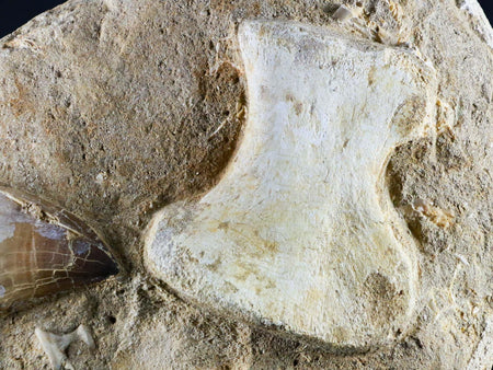 Mosasaur Fossil Paddle Bone & Tooth In Matrix Cretaceous Dinosaur Era COA & Stand